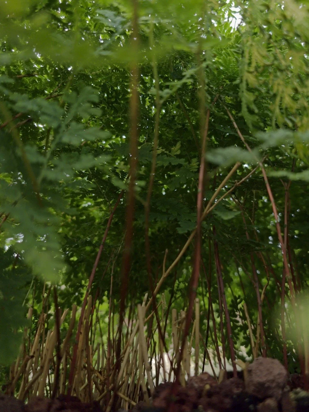 Selaginella involvens-Détail-003.jpg