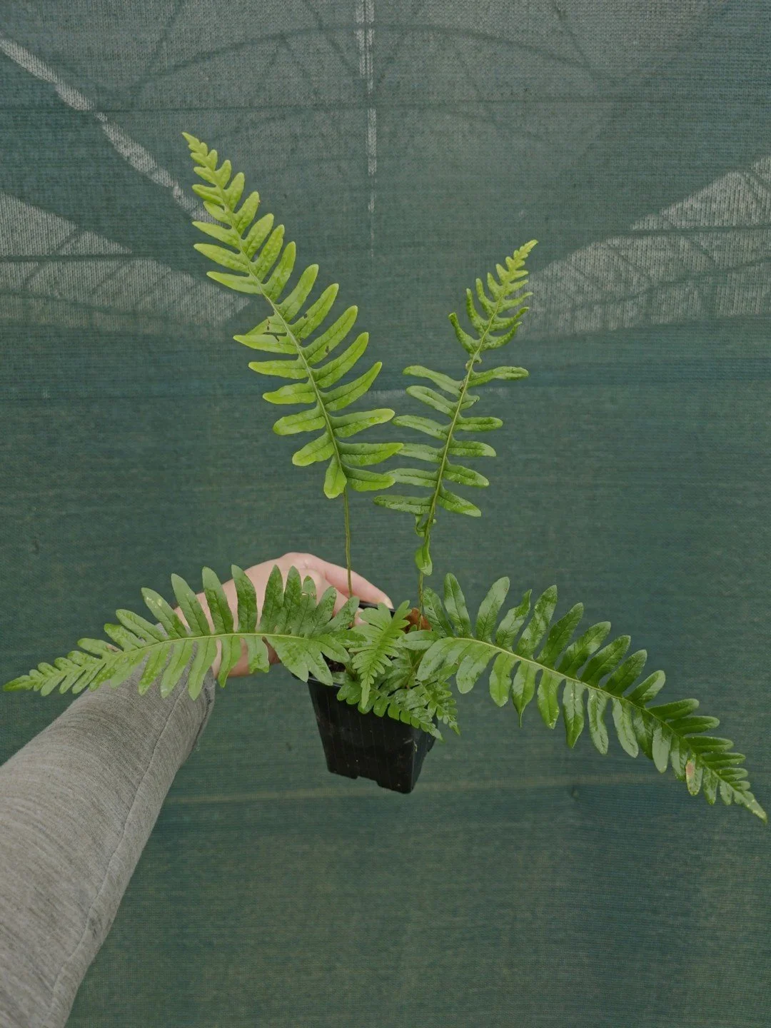 Polypodium interjectum