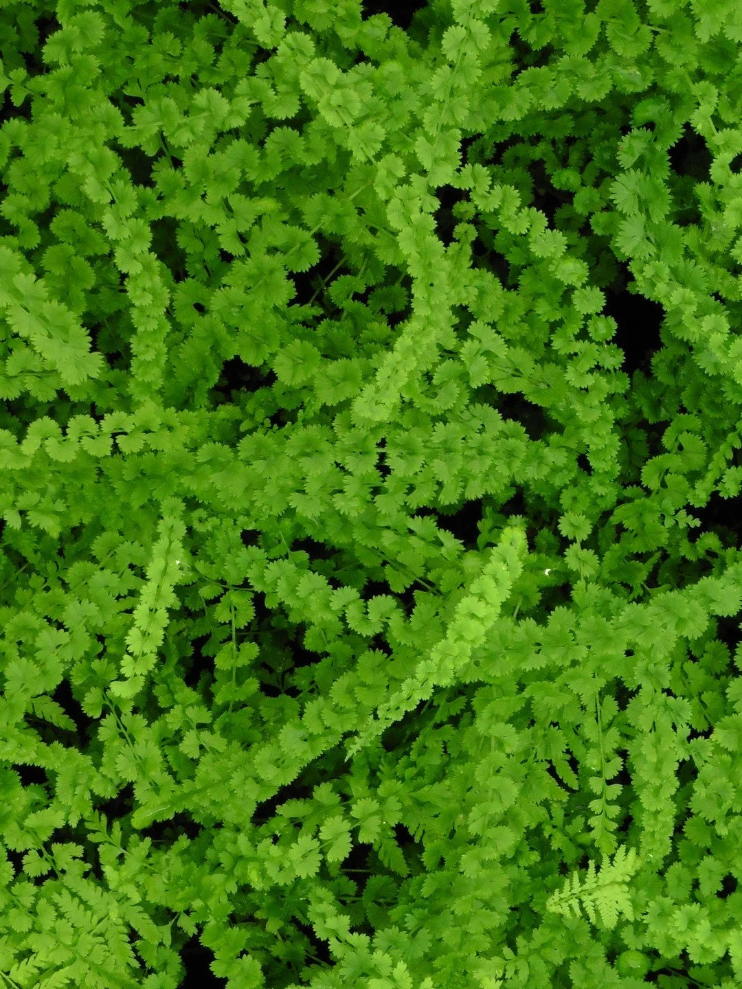 Athyrium filix-femina 'Frizelliae'-Détail-001.JPG