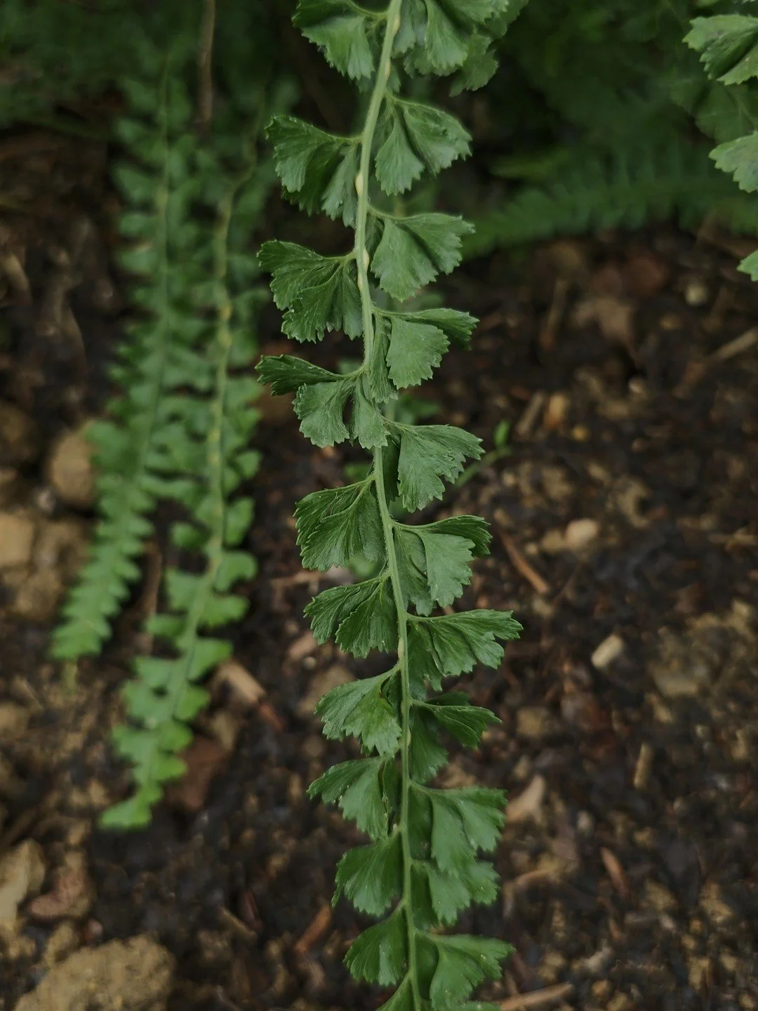 Microlepia strigosa 'MacFaddeniae'-Détail-001.jpg