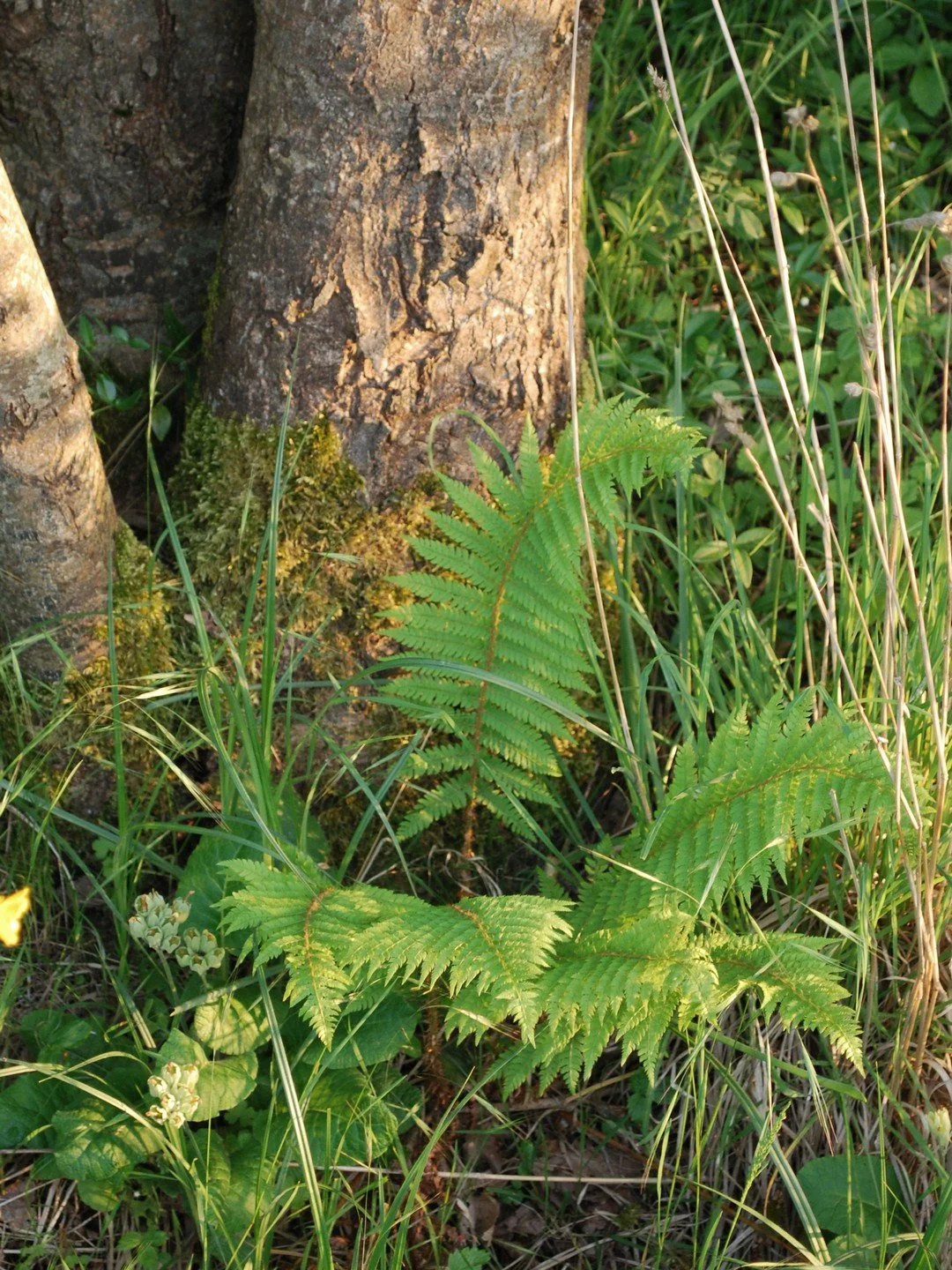 Polystichum setiferum-Contexte-004.JPG