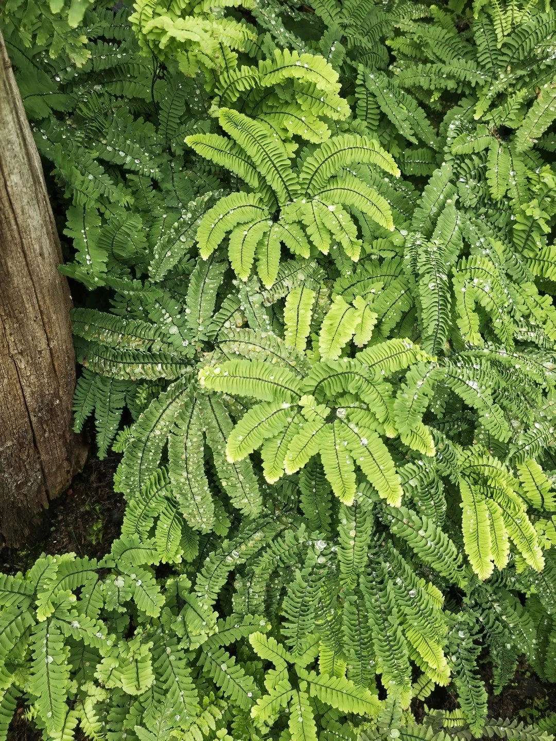 Adiantum aleuticum 'Imbricatum'