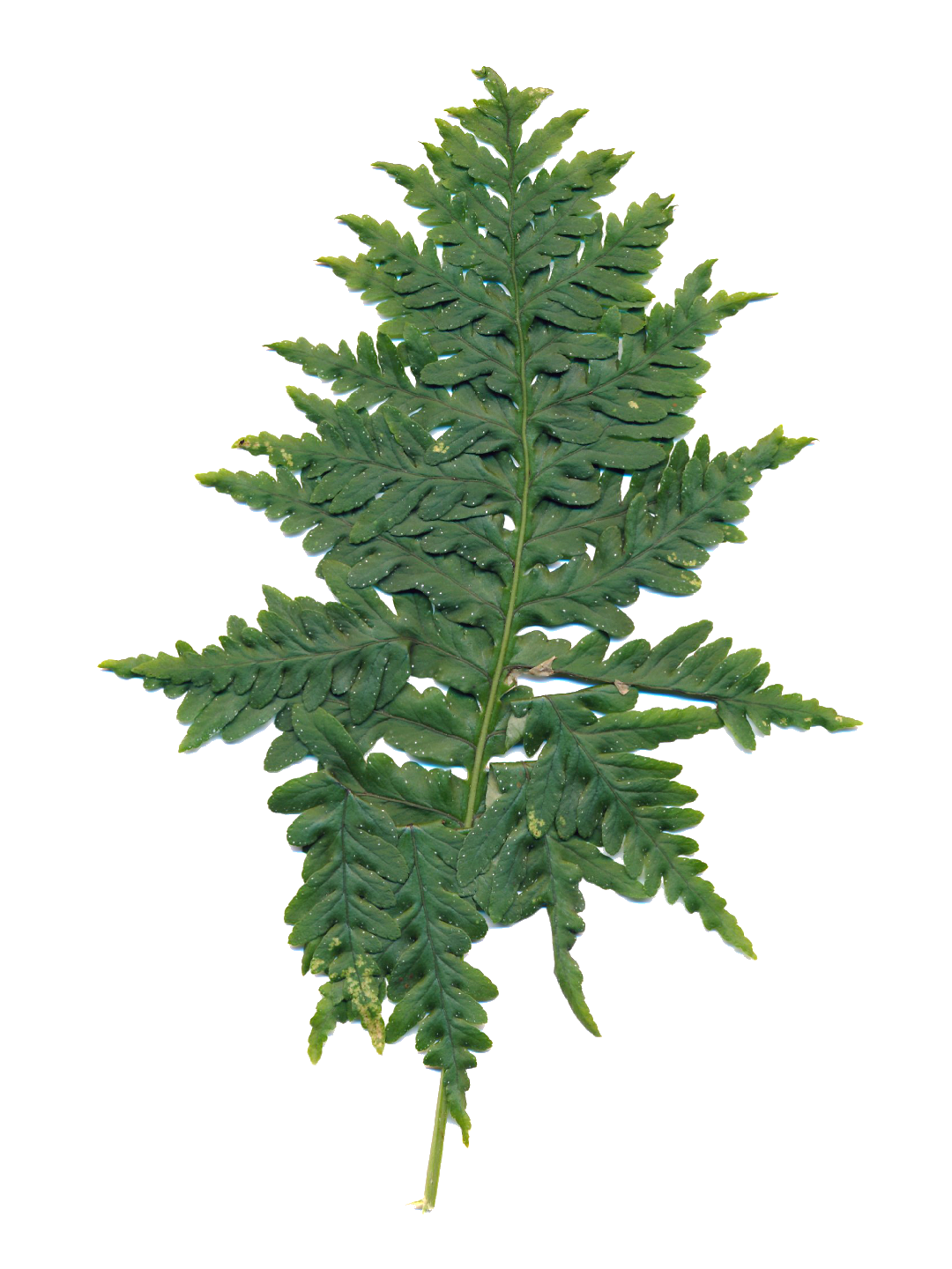 Polypodium cambricum 'Pulchritudine'-Détail-001.png