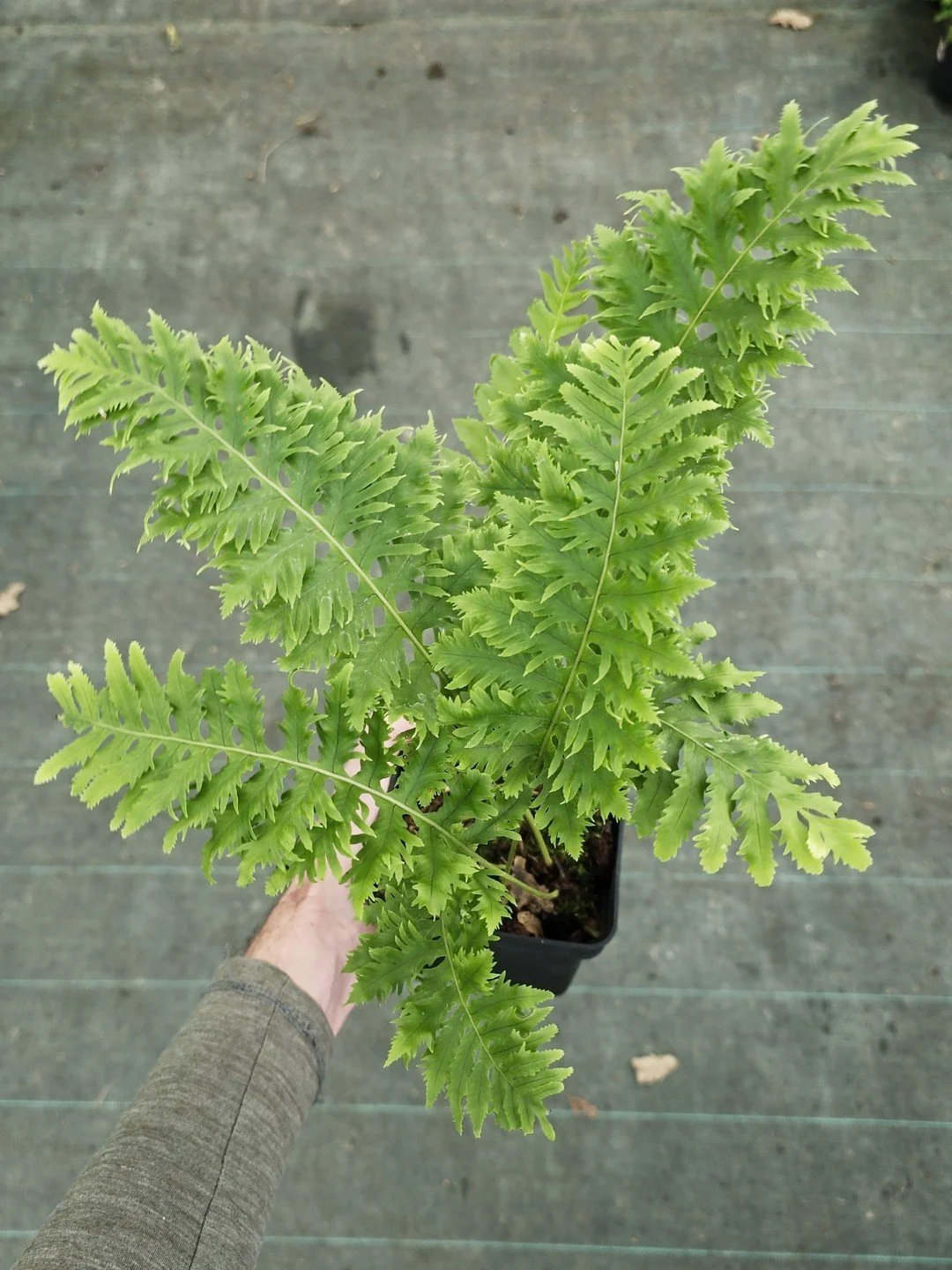 Polypodium cambricum 'Cambrian Prestonii'-Pot de 1 litre-001.jpg