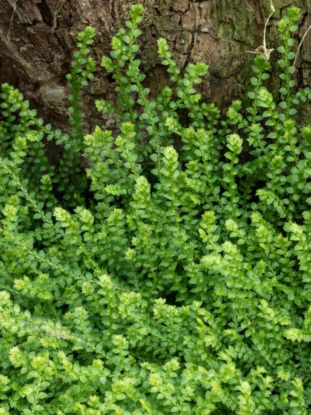 Selaginella helvetica-Détail-001.jpg