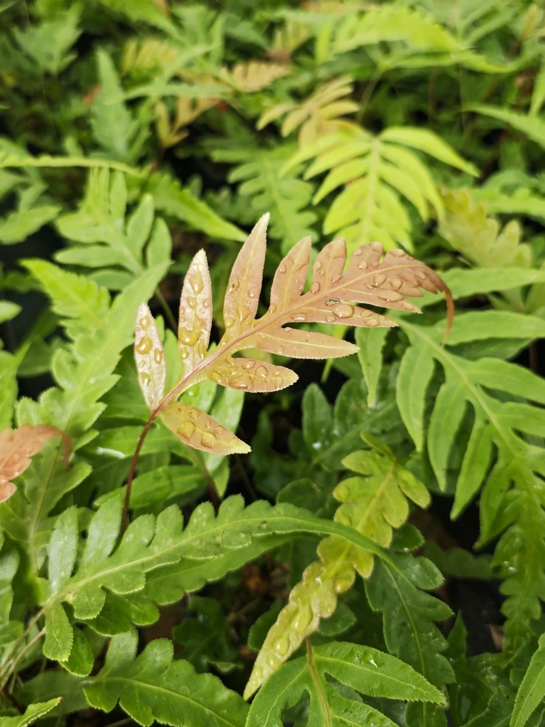 Woodwardia prolifera-Détail-003.jpg