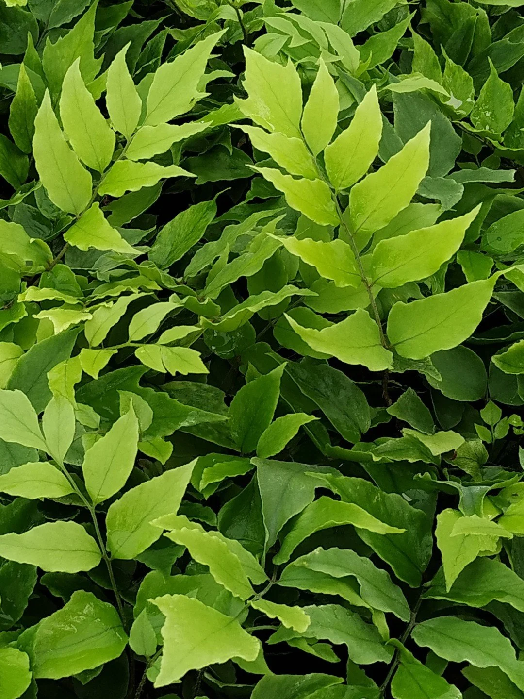 Cyrtomium clivicola