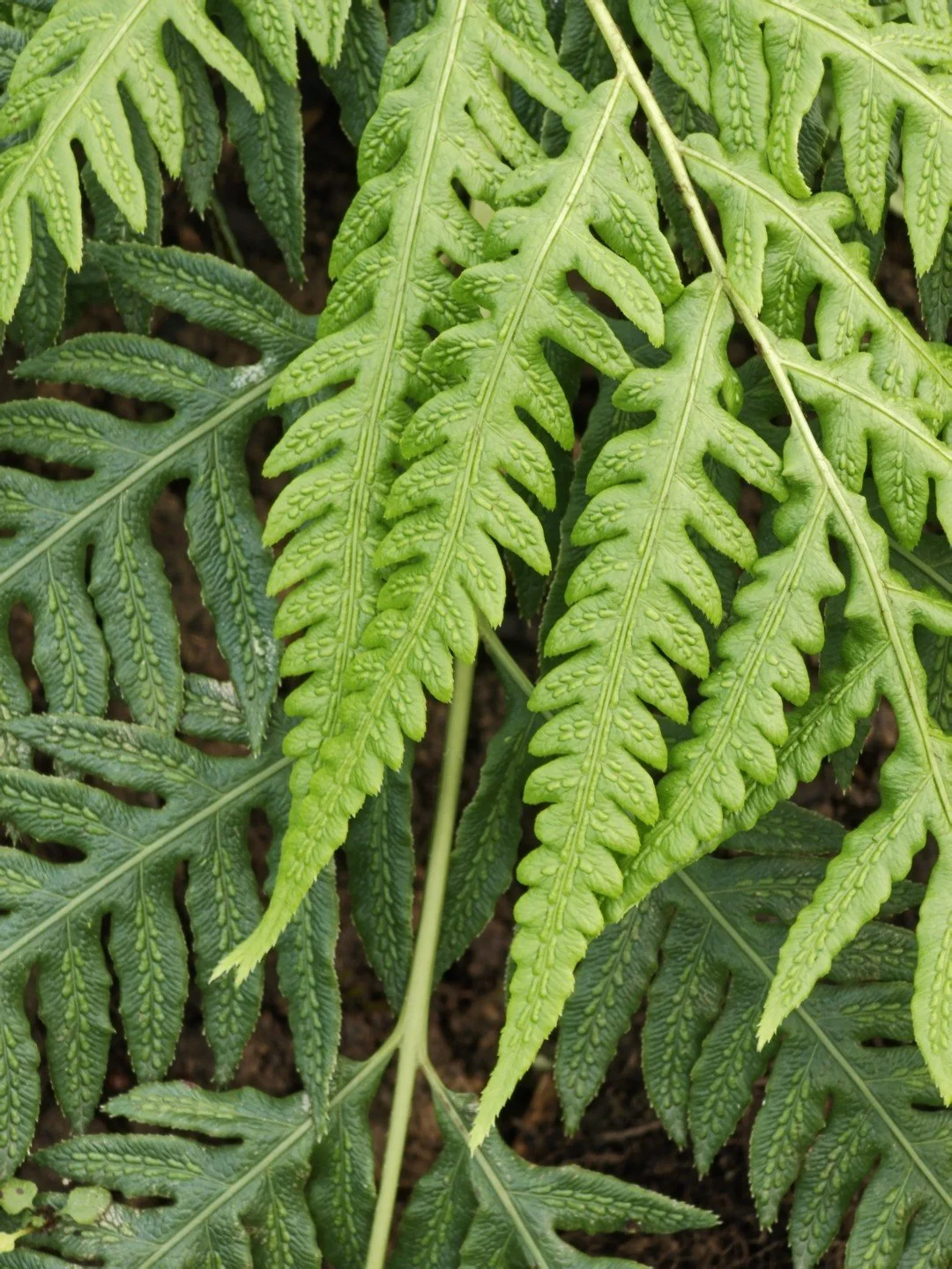 Woodwardia orientalis-Détail-001.jpg