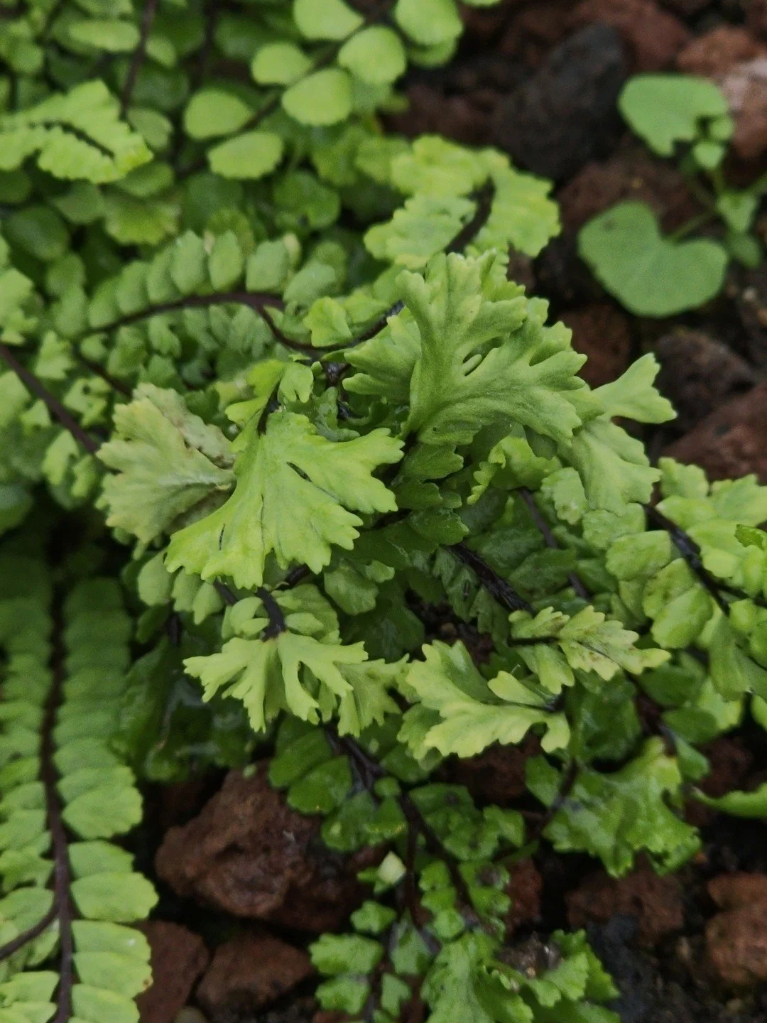 Asplenium quadrivalens 'Cristatum'-Détail-001.jpg