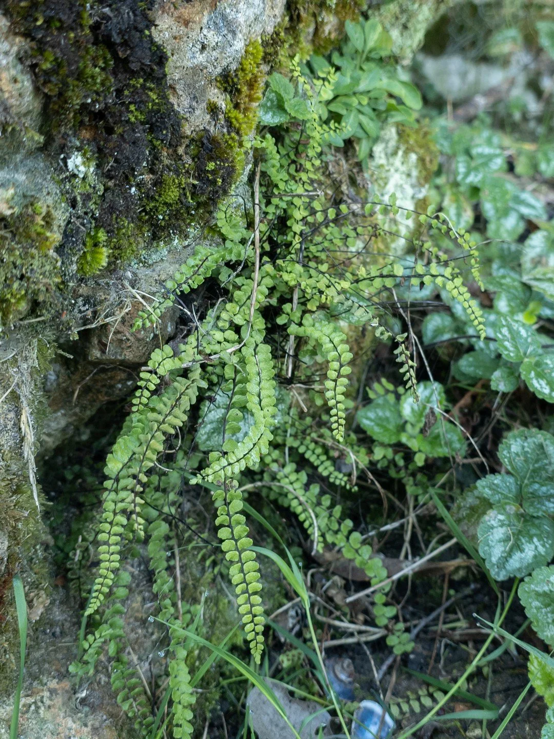 Asplenium quadrivalens