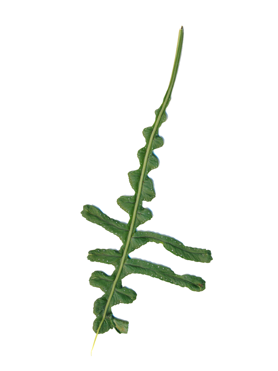 Polypodium cambricum 'Hornet'-Détail-001.png