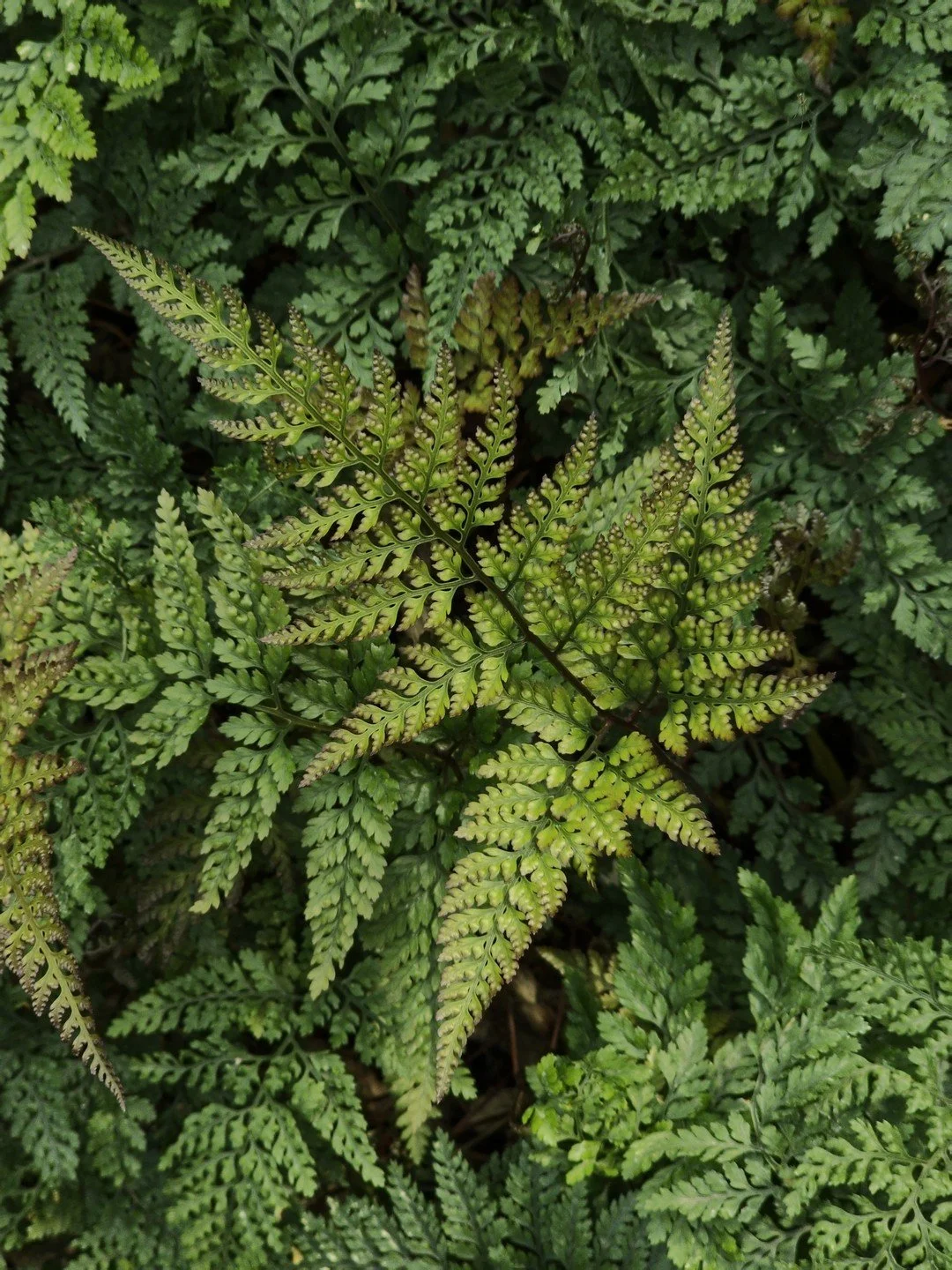 Davallia tyermannii-Détail-001.jpg