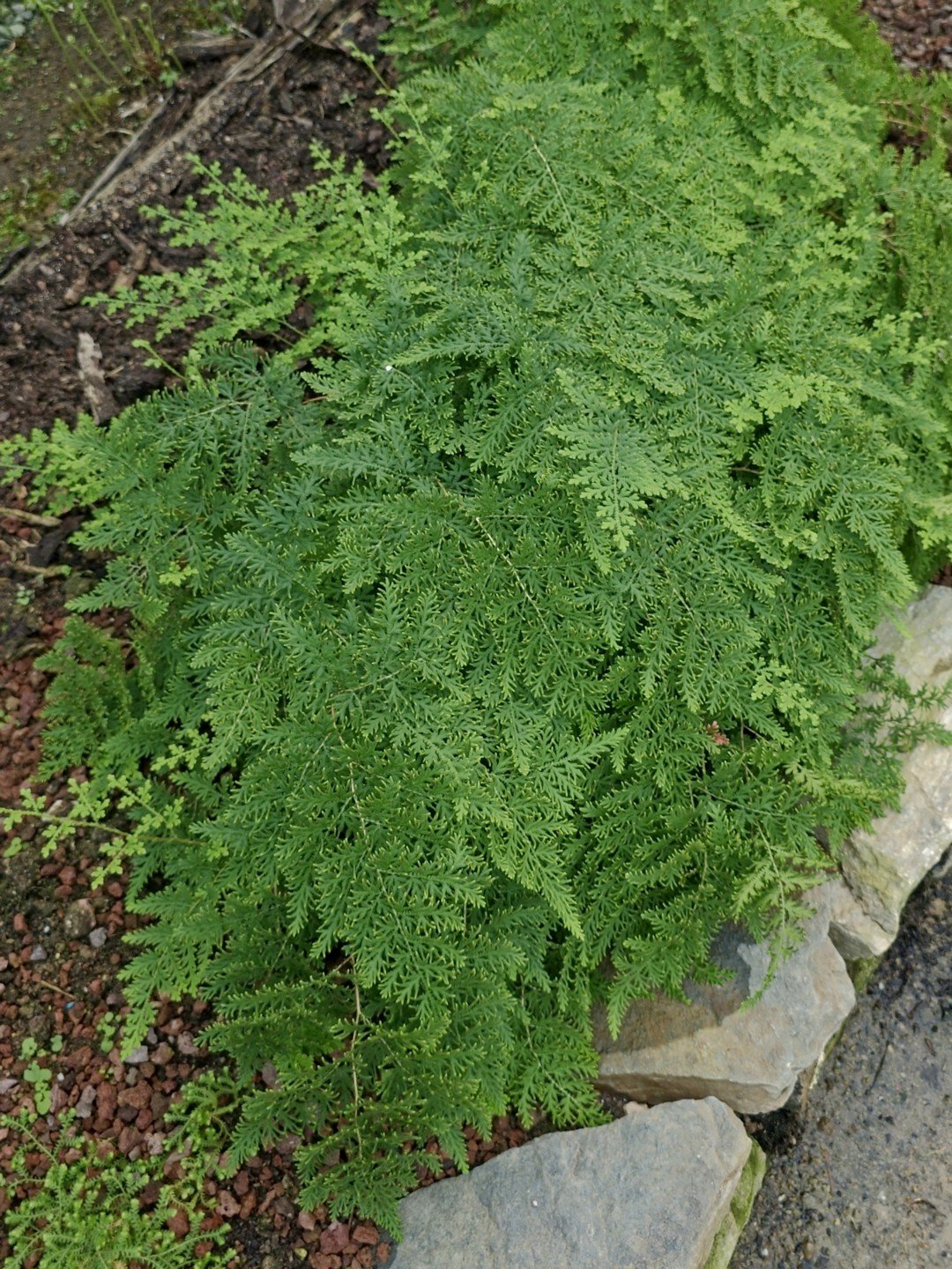 Selaginella involvens-Contexte-001.jpg