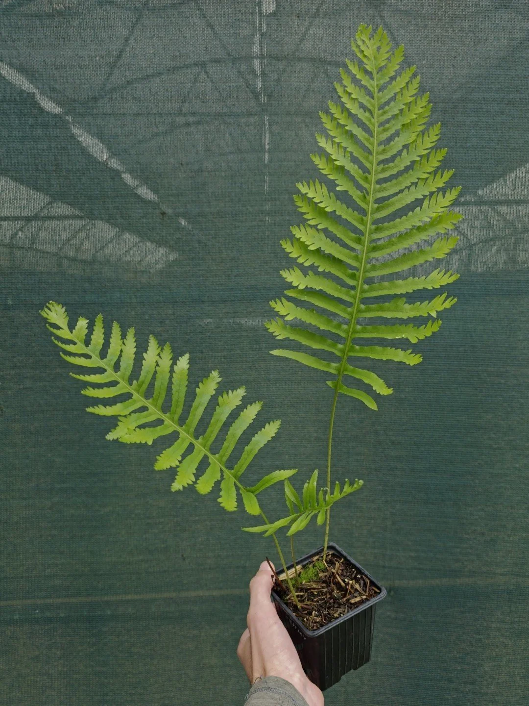 Polypodium cambricum 'Herbert Whitley'