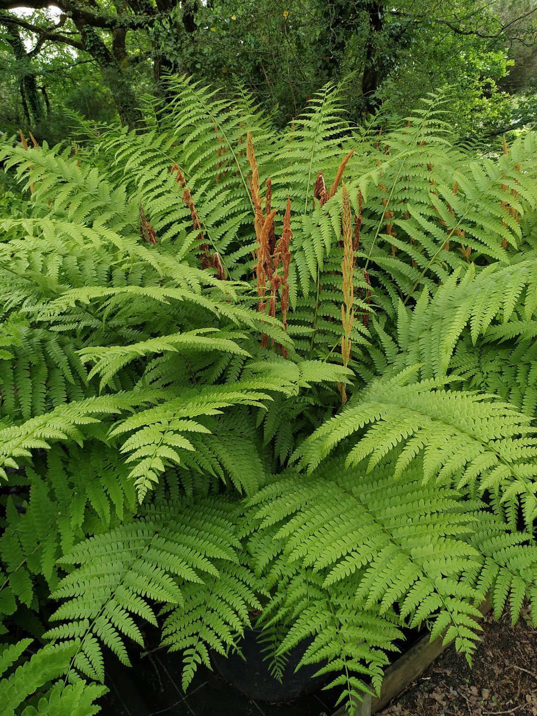 Osmundastrum cinnamomeum