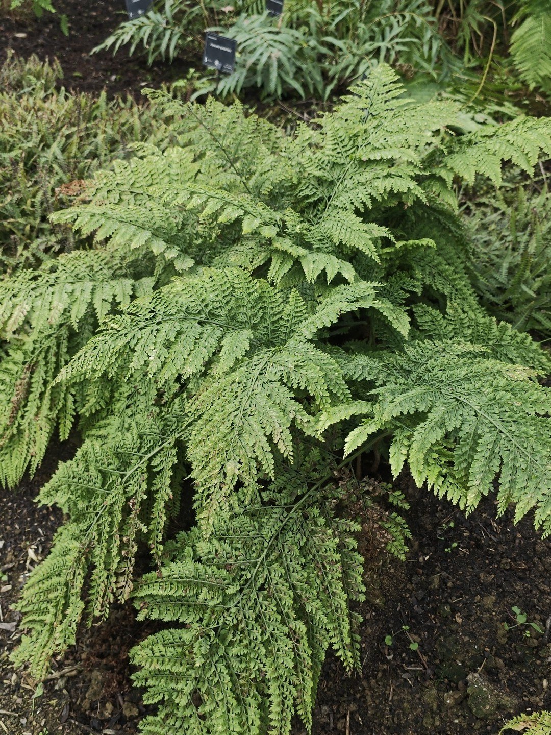 Arachniodes standishii