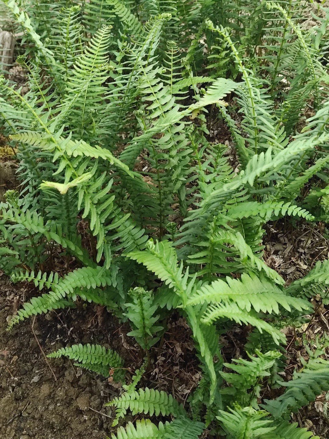 Blechnum auriculatum