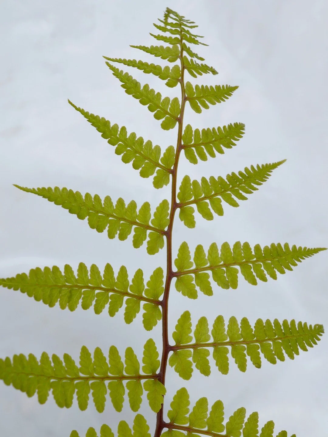 Athyrium vidalii-Détail-002.JPG