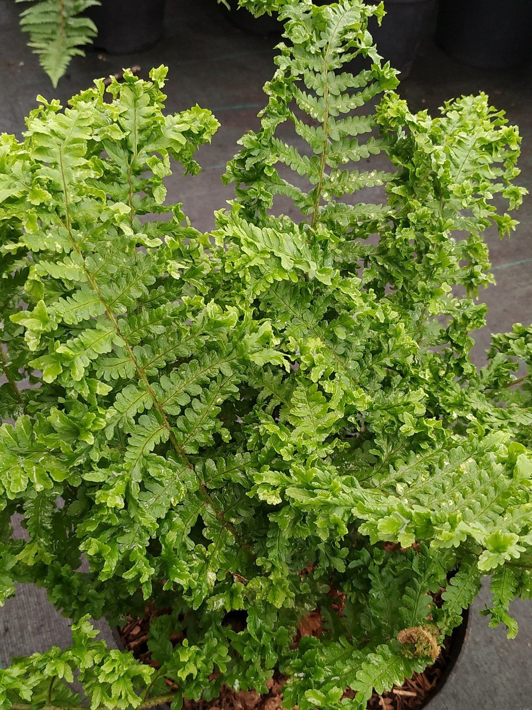 Dryopteris filix-mas 'Fluctuosa Cristata'