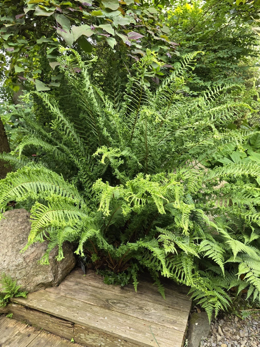Dryopteris affinis 'Cristata the King'-Jardin Intérieur à Ciel Ouvert-001.jpg