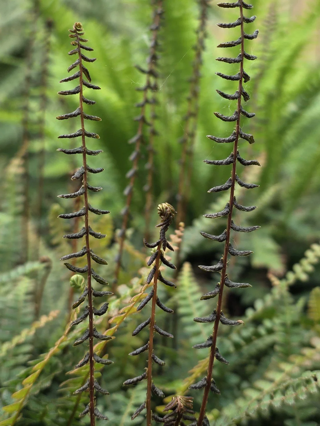 Austroblechnum penna-marina subsp. alpina 'Paradise Form'-Détail-001.jpg