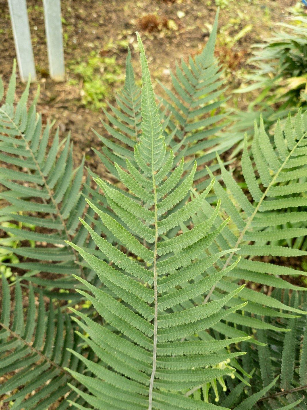 Christella dentata-Détail-002.jpg