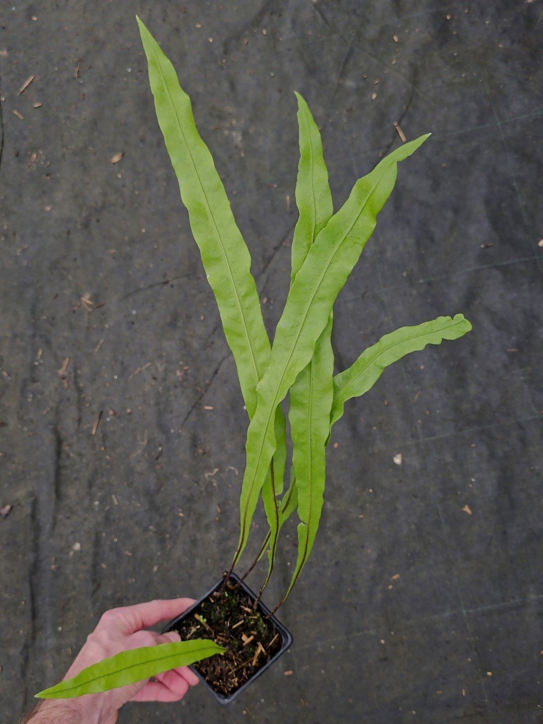 Lepisorus tosaensis-Godet de 9 cm-001.jpg