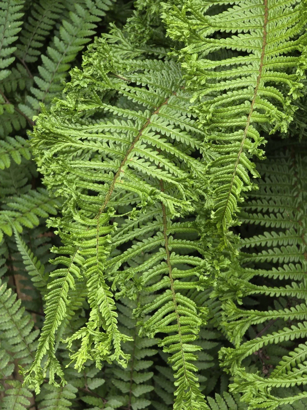 Dryopteris affinis 'Cristata the King'