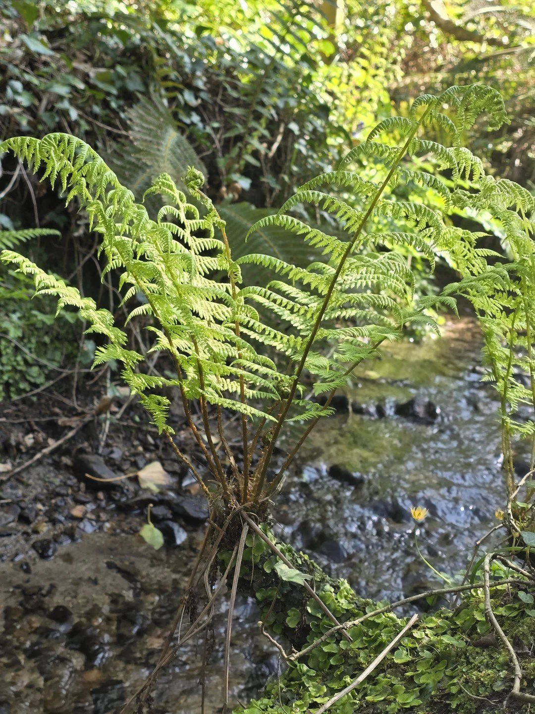Athyrium filix-femina