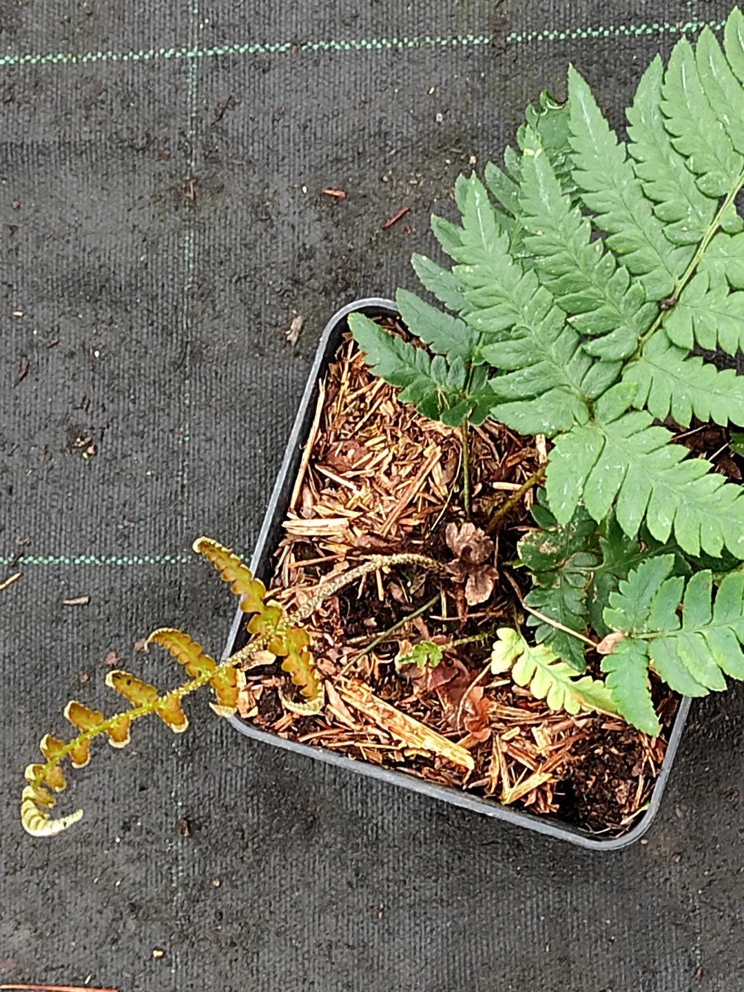 Dryopteris varia-Pot de 1 litre-001.jpg