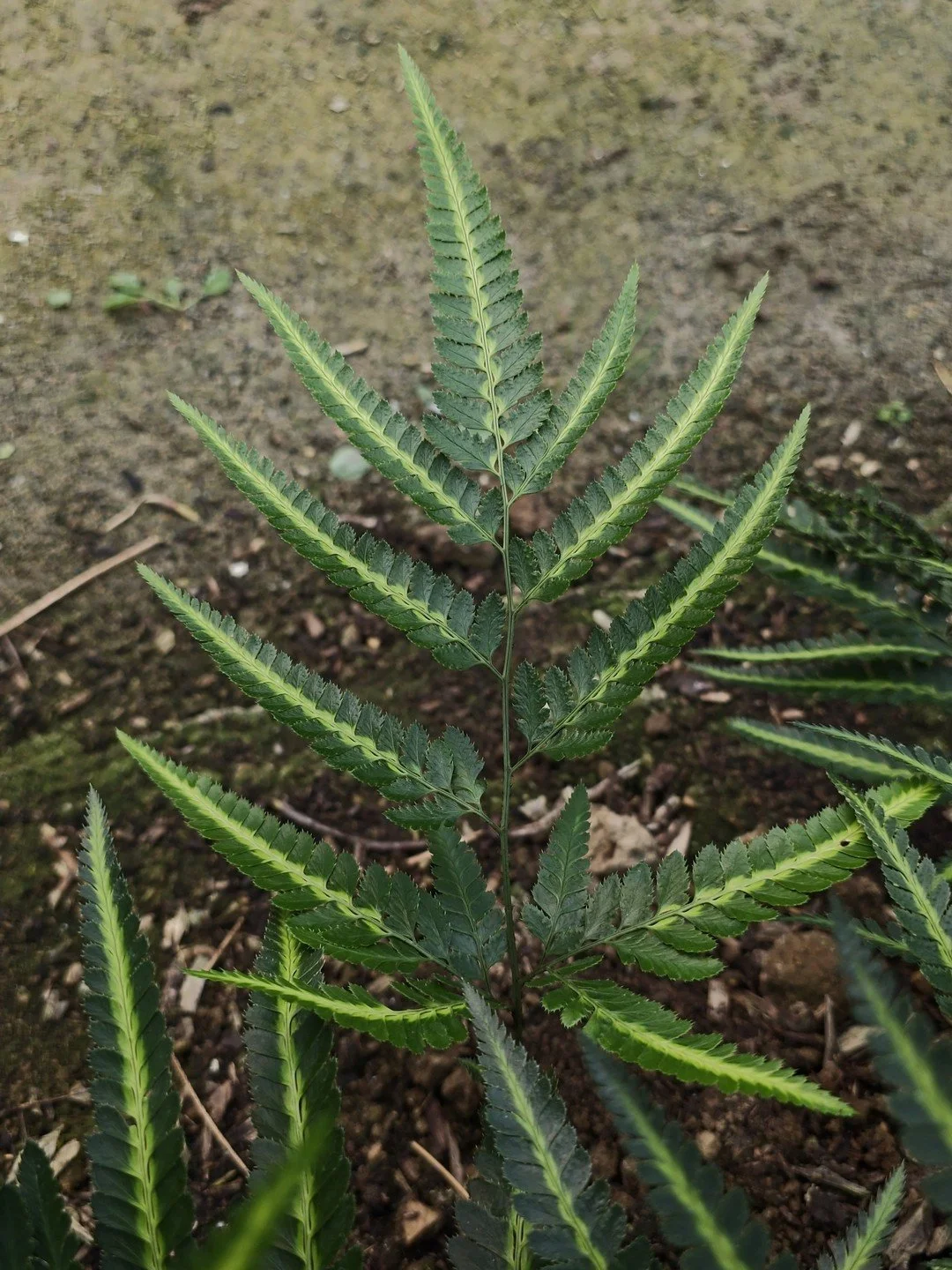 Arachniodes simplicior-Détail-001.jpg