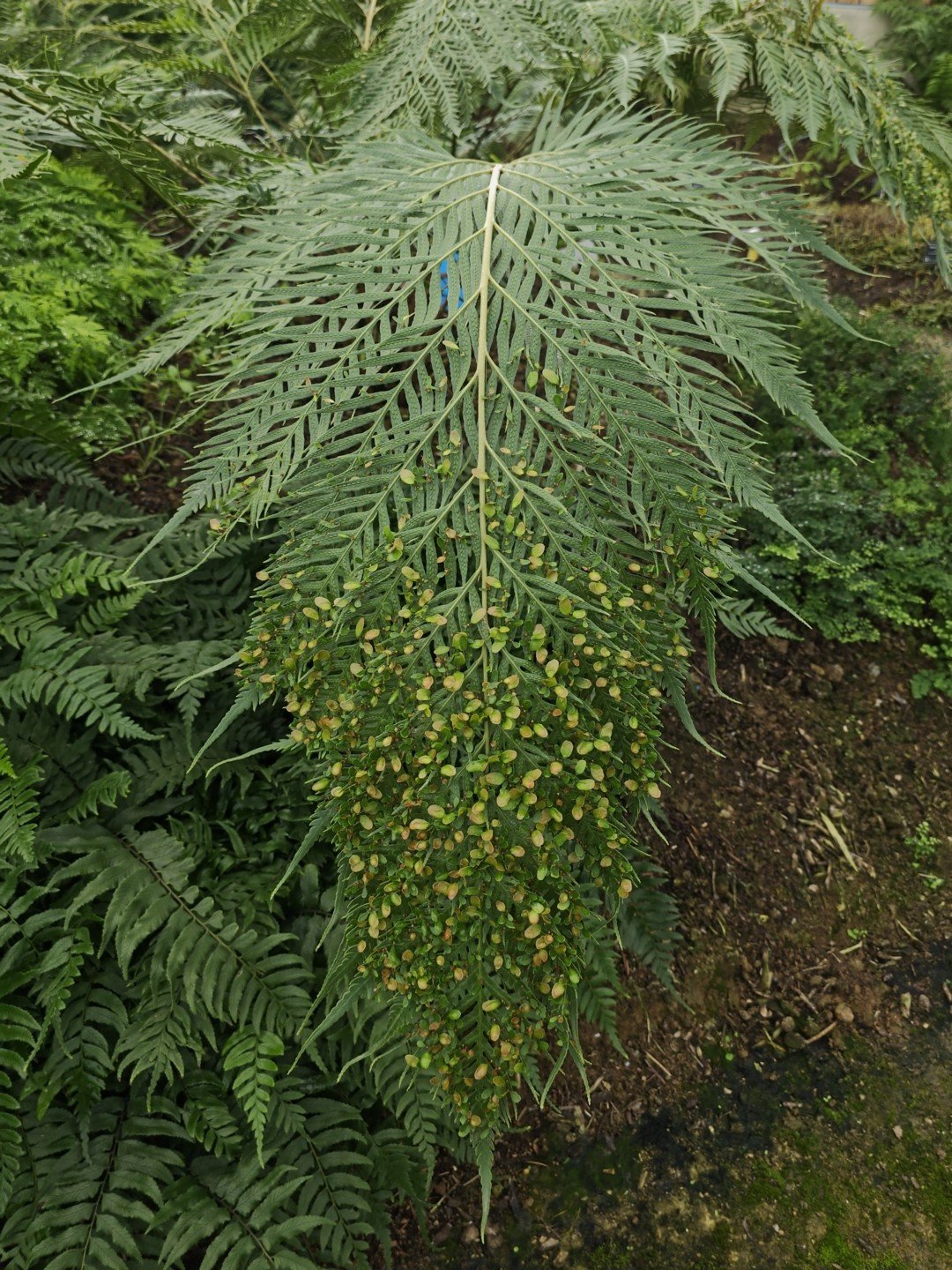 Woodwardia prolifera-Détail-002.jpg