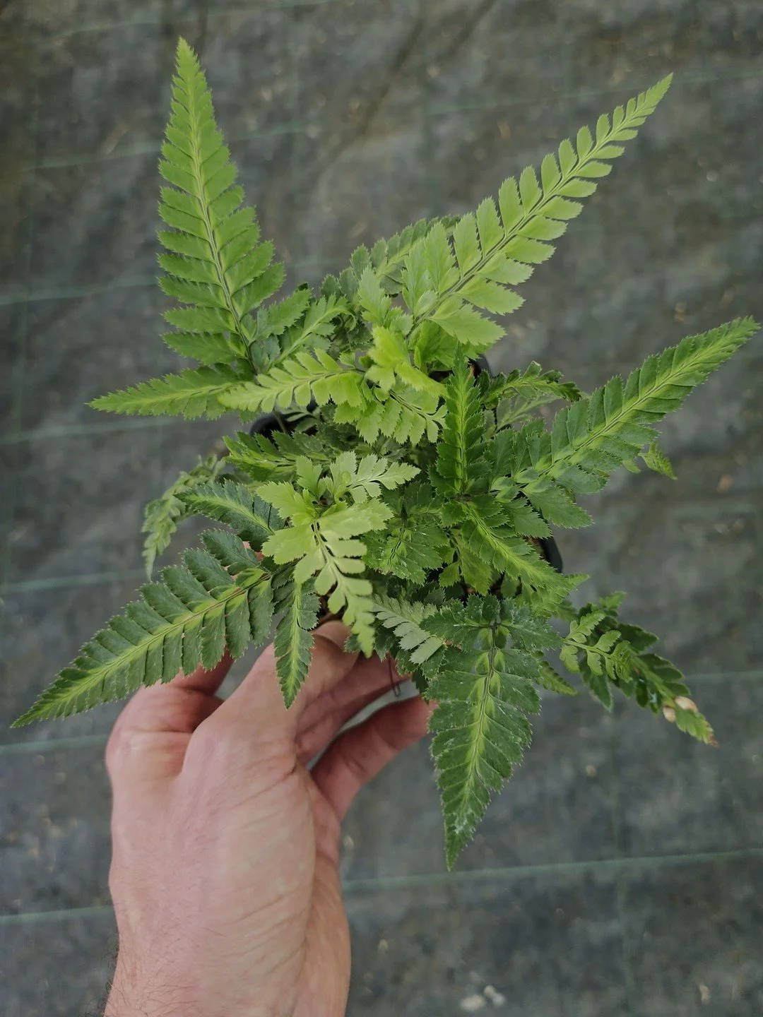 Arachniodes simplicior-Godet de 9 cm-001.jpg