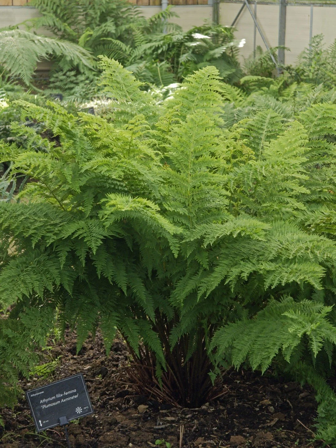 Athyrium filix-femina 'Plumosum Axminster'