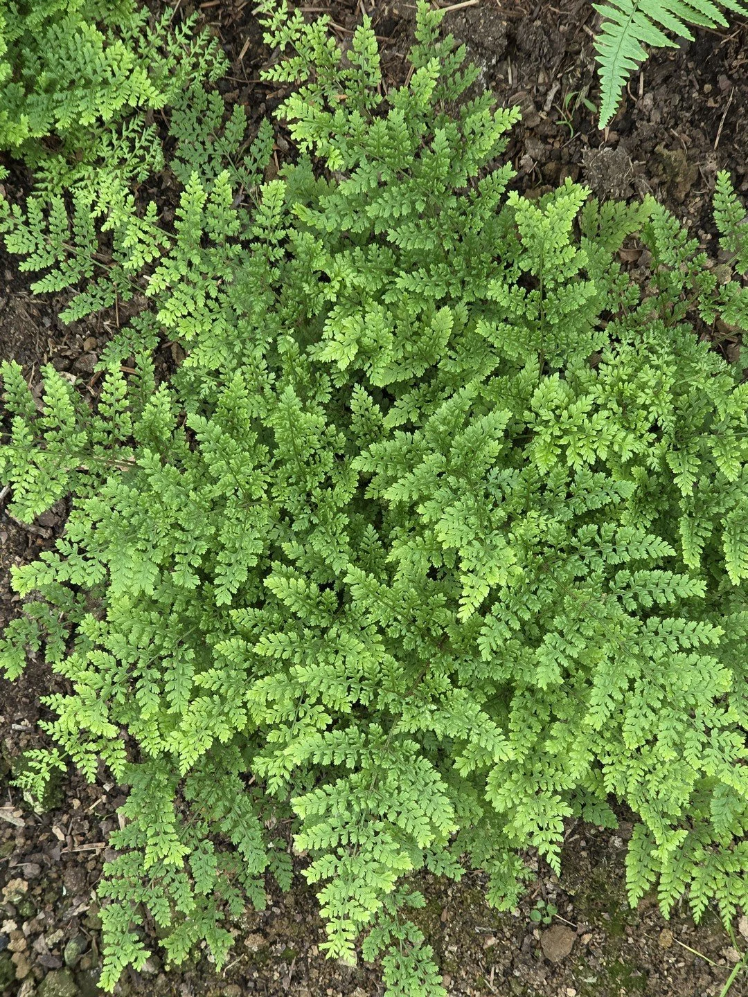 Dryopteris dilatata 'Lepidota Cristata'