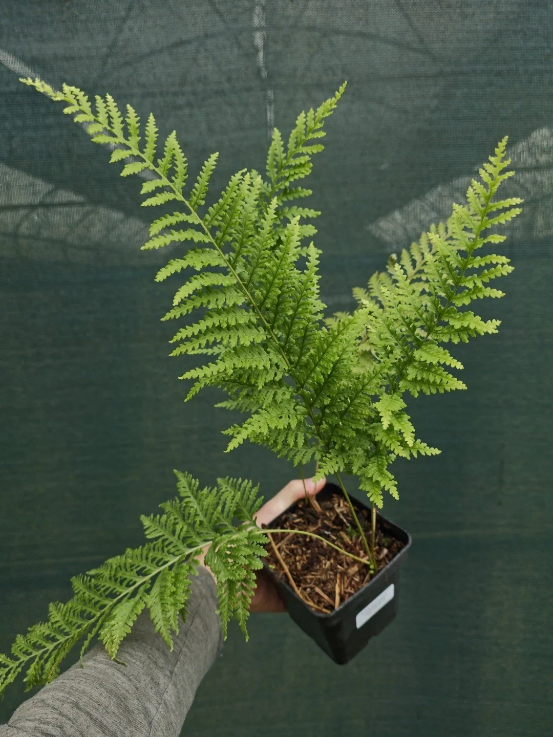 Polypodium vulgare 'Cornubiense Trichomanoides'-Pot de 1 litre-001.jpg