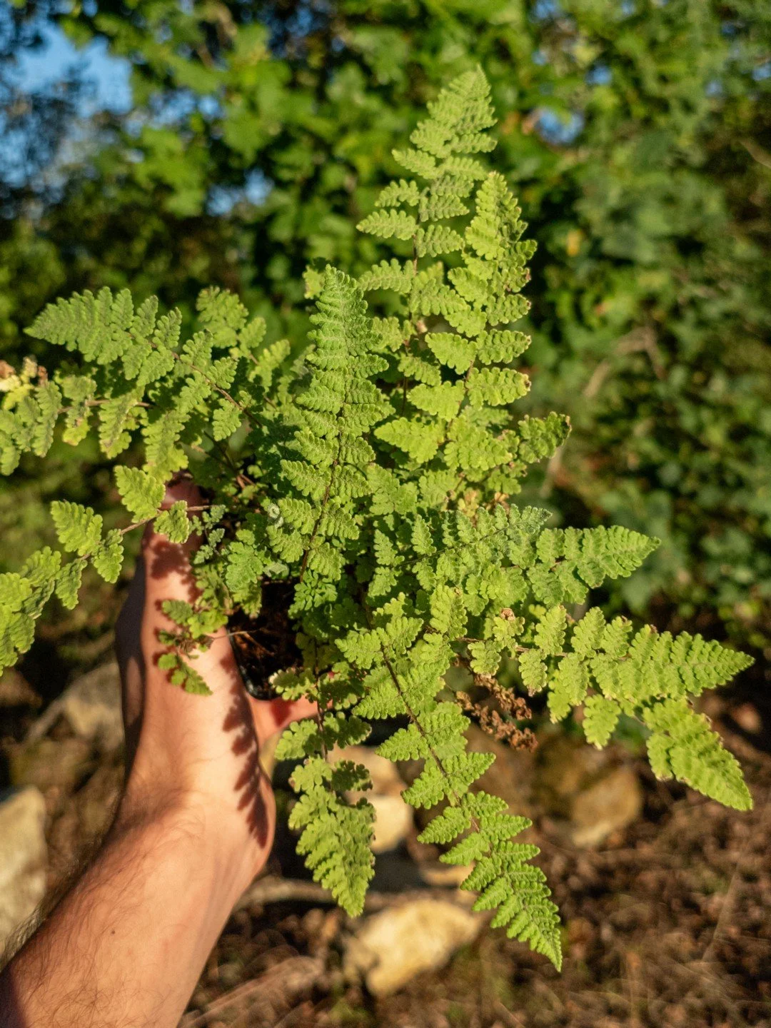 Myriopteris lanosa-Godet de 9 cm-001.jpg