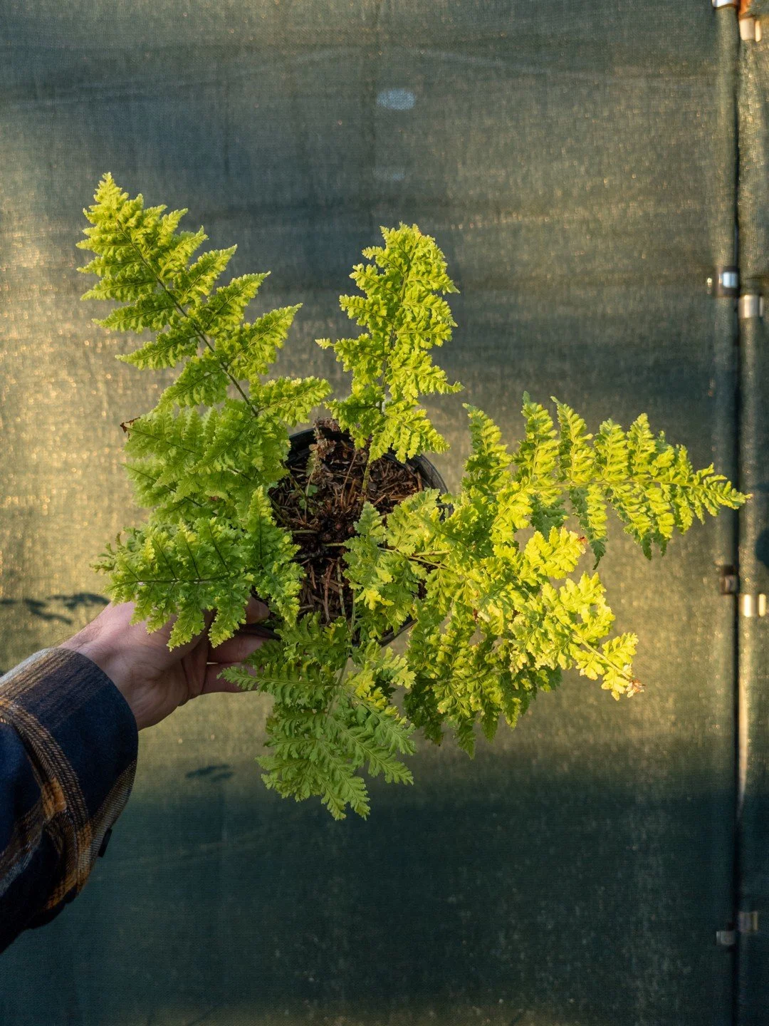 Dryopteris dilatata 'Crispa Whiteside'