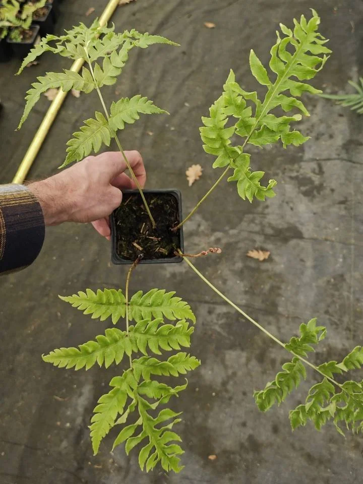 Woodwardia unigemmata (forme ondulée)_Godet de 9 cm_001.jpg