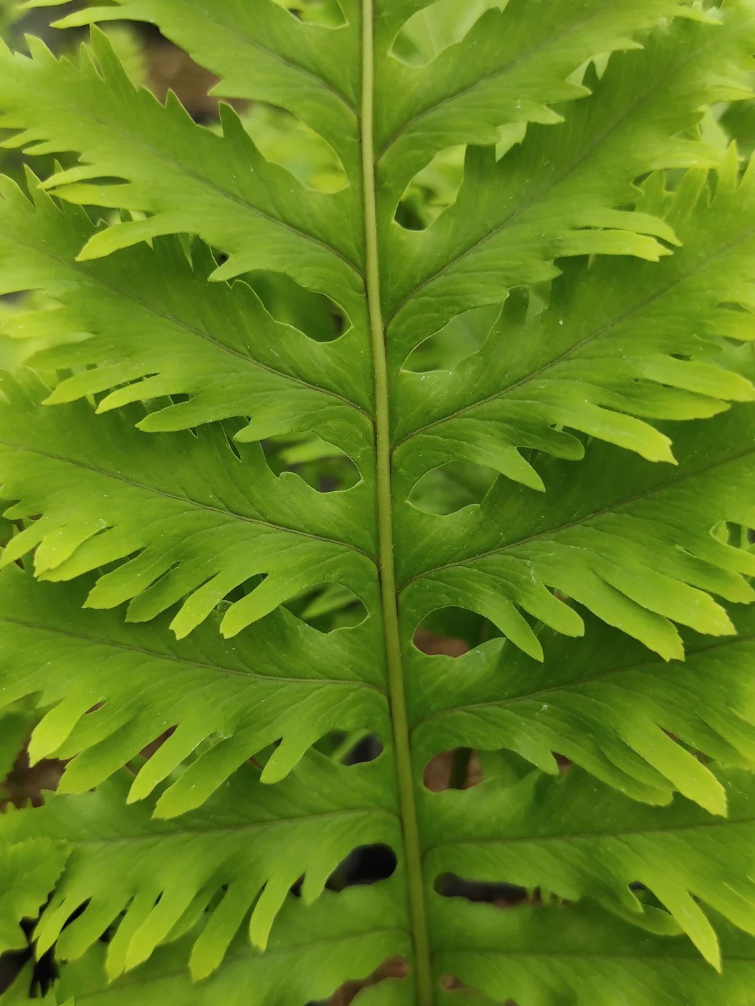 Polypodium cambricum 'Pulcherrimum Addison'-Détail-002.jpg