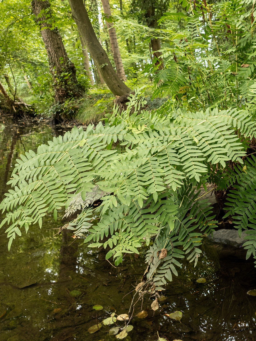 Osmunda regalis-Détail-001.jpg
