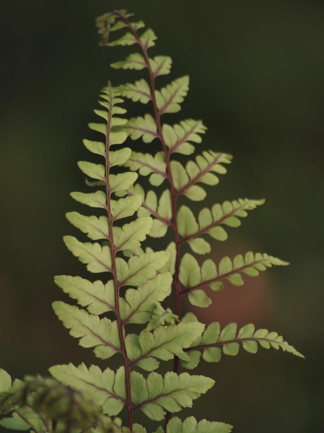 Athyrium otophorum-Détail-002.JPG
