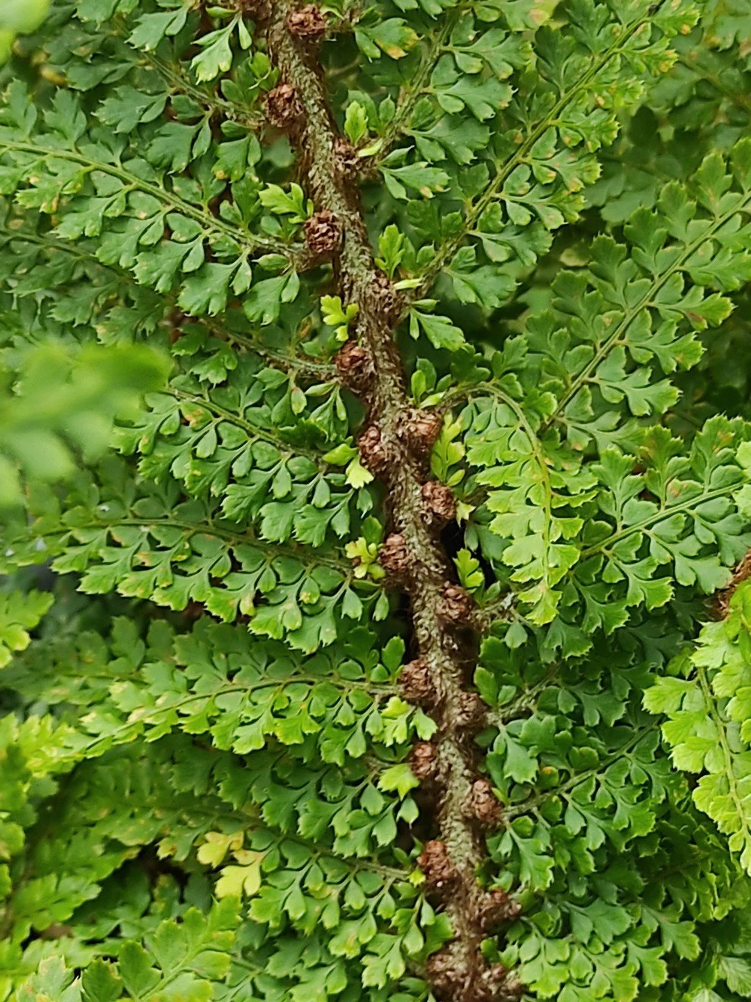 Polystichum setiferum 'Nantes'-Détail-002.jpg