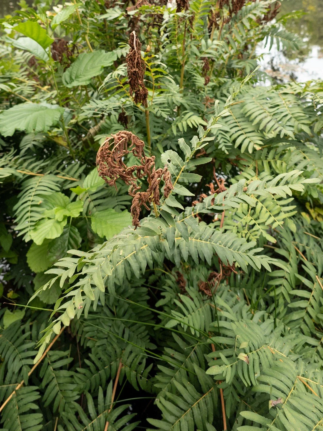 Osmunda regalis-Détail-002.jpg