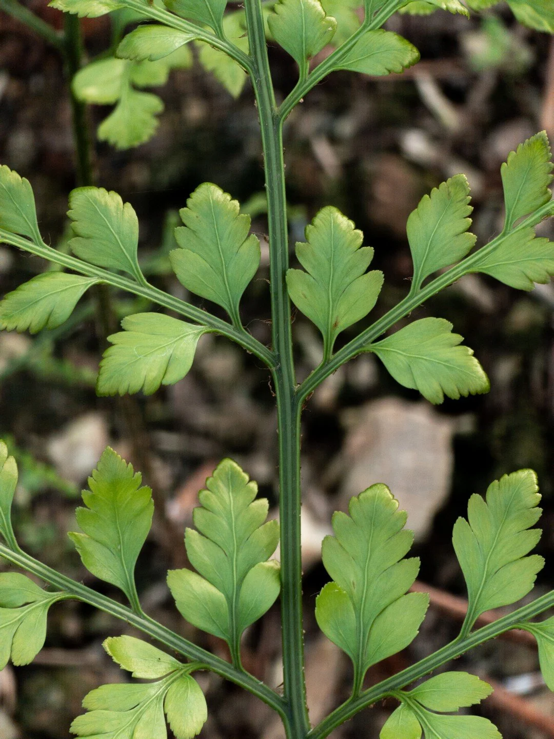 Rumohra adiantiformis (forme australienne)-Détail-002.jpg