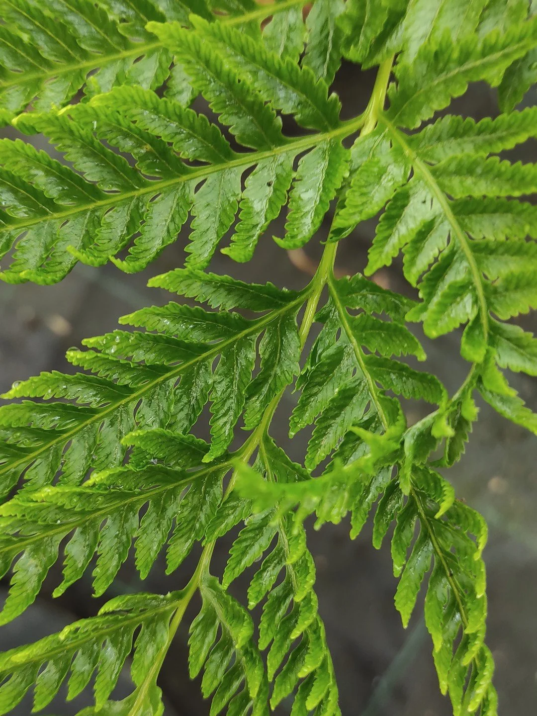 Pteris dentata-Détail-001.jpg