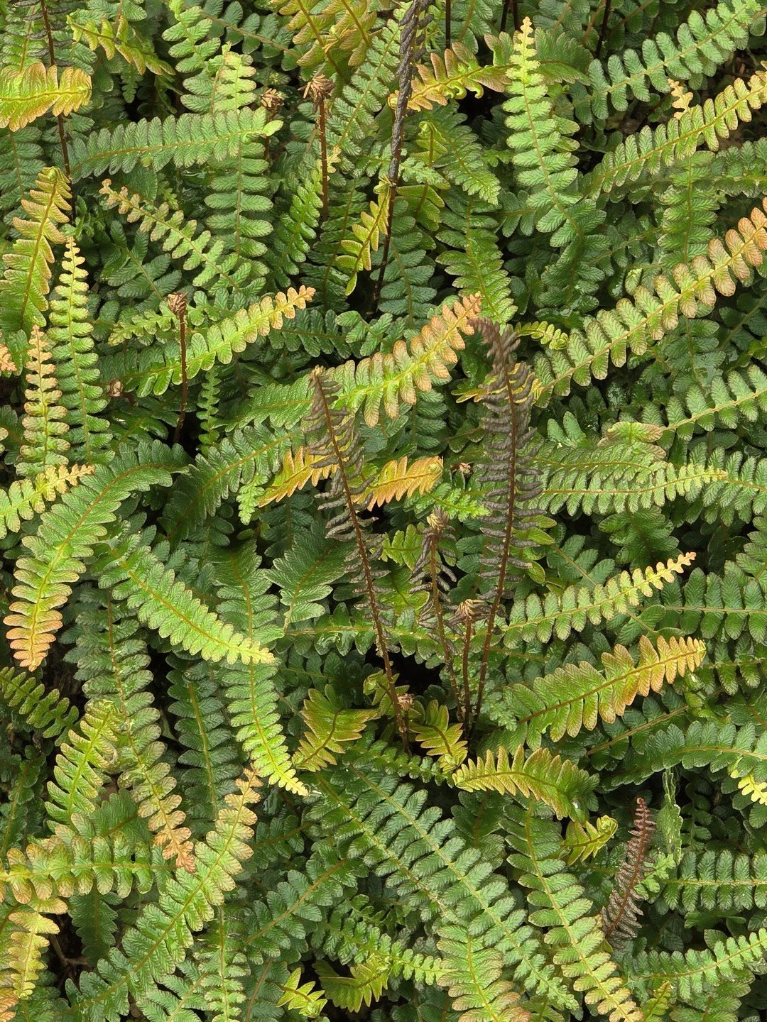 Austroblechnum penna-marina subsp. alpina 'Paradise Form'-Détail-002.jpg