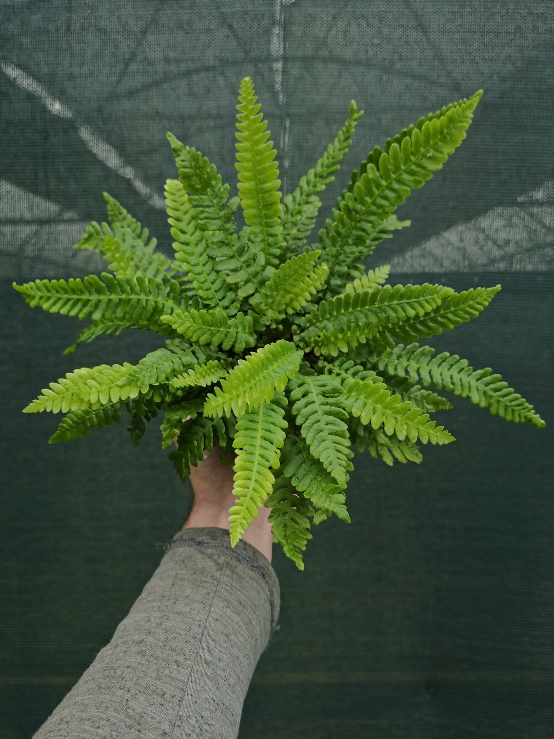 Struthiopteris spicant-Godet de 9 cm-001.jpg