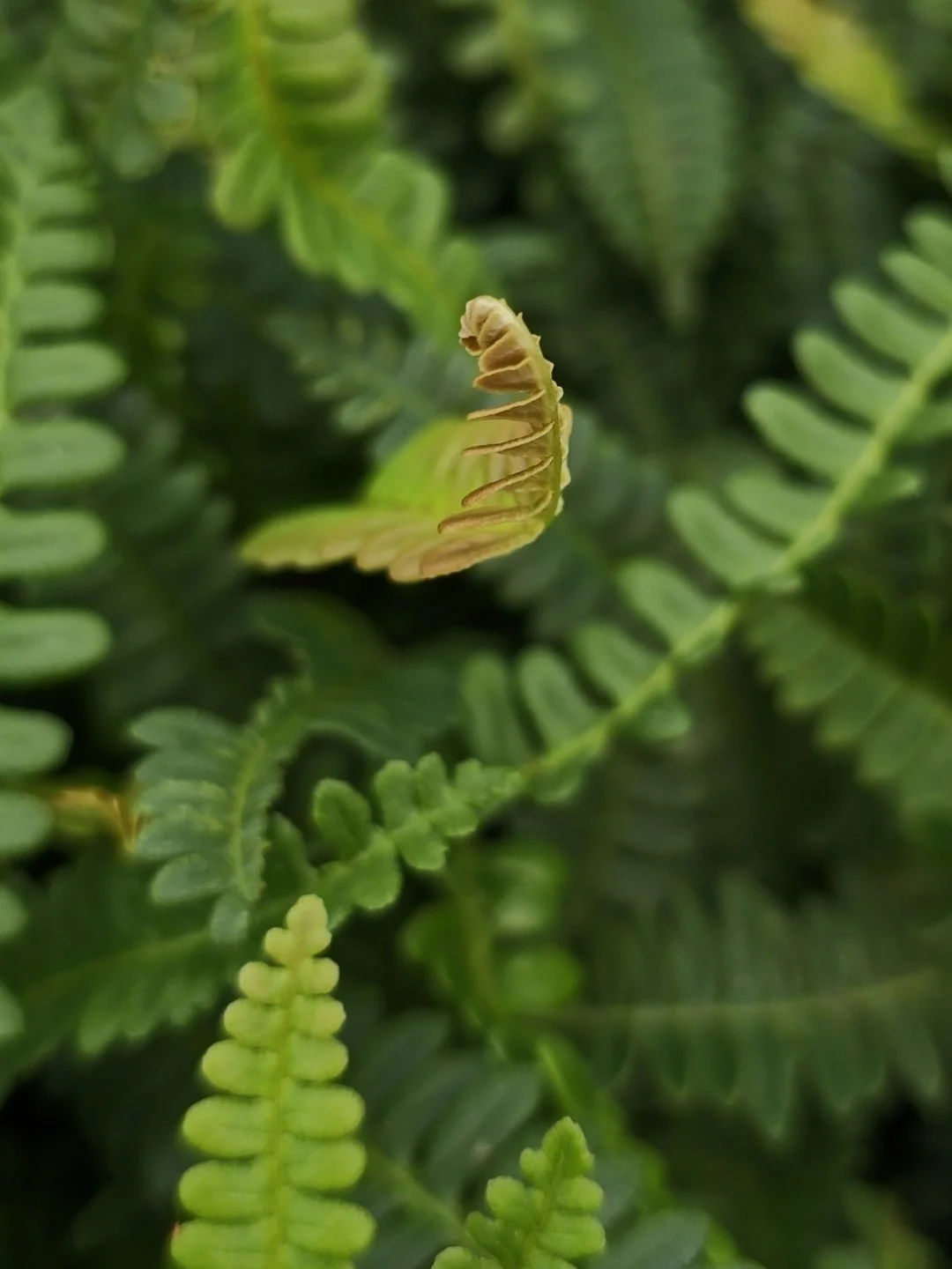 Austroblechnum penna-marina-Détail-001.jpg