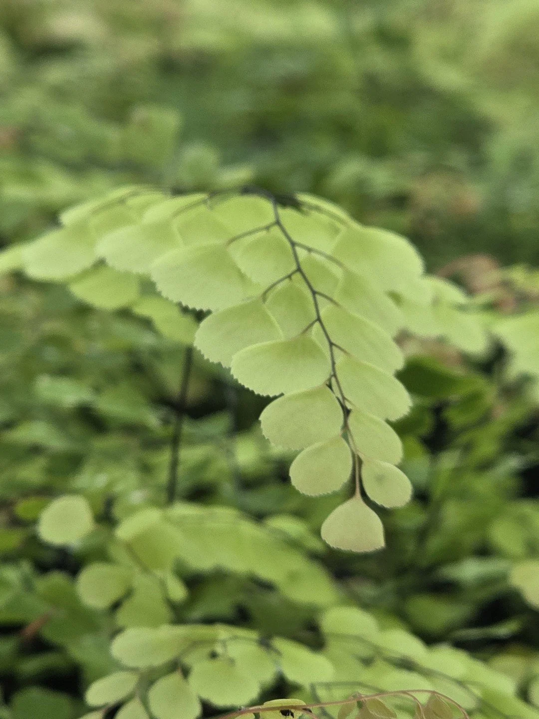 Adiantum tibeticum-Détail-001.jpg